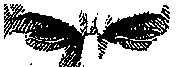 yeuxpu.jpg (12726 bytes)